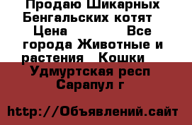 Продаю Шикарных Бенгальских котят › Цена ­ 17 000 - Все города Животные и растения » Кошки   . Удмуртская респ.,Сарапул г.